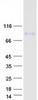 FAM55B Protein - Purified recombinant protein NXPE2 was analyzed by SDS-PAGE gel and Coomassie Blue Staining