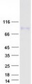 FAM55B Protein - Purified recombinant protein NXPE2 was analyzed by SDS-PAGE gel and Coomassie Blue Staining