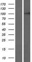 FAM65C Protein - Western validation with an anti-DDK antibody * L: Control HEK293 lysate R: Over-expression lysate