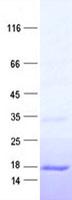 FAM69C Protein