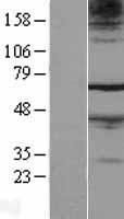 FAM71A Protein - Western validation with an anti-DDK antibody * L: Control HEK293 lysate R: Over-expression lysate