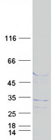 FAM71C Protein - Purified recombinant protein FAM71C was analyzed by SDS-PAGE gel and Coomassie Blue Staining