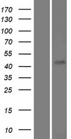 FAM71D Protein - Western validation with an anti-DDK antibody * L: Control HEK293 lysate R: Over-expression lysate
