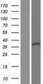 FAM71F2 Protein - Western validation with an anti-DDK antibody * L: Control HEK293 lysate R: Over-expression lysate