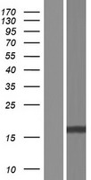 FAM72B Protein - Western validation with an anti-DDK antibody * L: Control HEK293 lysate R: Over-expression lysate