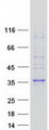 FAM78A Protein - Purified recombinant protein FAM78A was analyzed by SDS-PAGE gel and Coomassie Blue Staining