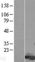 FAM81A Protein - Western validation with an anti-DDK antibody * L: Control HEK293 lysate R: Over-expression lysate