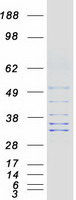 FAM82B Protein - Purified recombinant protein RMDN1 was analyzed by SDS-PAGE gel and Coomassie Blue Staining