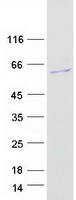 FAM83A Protein - Purified recombinant protein FAM83A was analyzed by SDS-PAGE gel and Coomassie Blue Staining