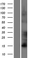 FAM83D Protein - Western validation with an anti-DDK antibody * L: Control HEK293 lysate R: Over-expression lysate