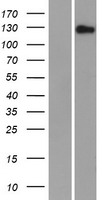 FAM83H Protein - Western validation with an anti-DDK antibody * L: Control HEK293 lysate R: Over-expression lysate