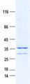 FAM84A Protein