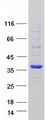 FAM84A Protein - Purified recombinant protein FAM84A was analyzed by SDS-PAGE gel and Coomassie Blue Staining