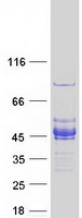 FAM84B Protein - Purified recombinant protein FAM84B was analyzed by SDS-PAGE gel and Coomassie Blue Staining