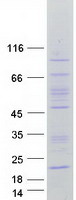 FAM86C1 Protein - Purified recombinant protein FAM86C1 was analyzed by SDS-PAGE gel and Coomassie Blue Staining