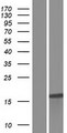 FAM89B Protein - Western validation with an anti-DDK antibody * L: Control HEK293 lysate R: Over-expression lysate