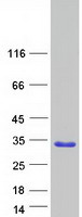 FAM89B Protein - Purified recombinant protein FAM89B was analyzed by SDS-PAGE gel and Coomassie Blue Staining