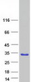 FAM89B Protein - Purified recombinant protein FAM89B was analyzed by SDS-PAGE gel and Coomassie Blue Staining