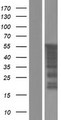 FAM90A1 Protein - Western validation with an anti-DDK antibody * L: Control HEK293 lysate R: Over-expression lysate