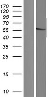 FAM90A1 Protein - Western validation with an anti-DDK antibody * L: Control HEK293 lysate R: Over-expression lysate