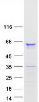 FAM90A1 Protein - Purified recombinant protein FAM90A1 was analyzed by SDS-PAGE gel and Coomassie Blue Staining
