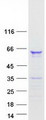 FAM90A1 Protein - Purified recombinant protein FAM90A1 was analyzed by SDS-PAGE gel and Coomassie Blue Staining