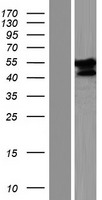 FAM90A13 Protein - Western validation with an anti-DDK antibody * L: Control HEK293 lysate R: Over-expression lysate