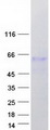 FAM90A13 Protein - Purified recombinant protein FAM90A13 was analyzed by SDS-PAGE gel and Coomassie Blue Staining