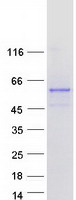 FAM90A18 Protein - Purified recombinant protein FAM90A18 was analyzed by SDS-PAGE gel and Coomassie Blue Staining