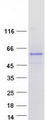 FAM90A18 Protein - Purified recombinant protein FAM90A18 was analyzed by SDS-PAGE gel and Coomassie Blue Staining