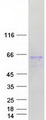 FAM90A5 Protein - Purified recombinant protein FAM90A5 was analyzed by SDS-PAGE gel and Coomassie Blue Staining