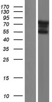 FAM90A8 Protein - Western validation with an anti-DDK antibody * L: Control HEK293 lysate R: Over-expression lysate