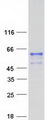 FAM90A8 Protein - Purified recombinant protein FAM90A8 was analyzed by SDS-PAGE gel and Coomassie Blue Staining