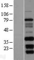 FAM92B Protein - Western validation with an anti-DDK antibody * L: Control HEK293 lysate R: Over-expression lysate