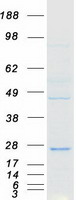 FAM96A Protein - Purified recombinant protein FAM96A was analyzed by SDS-PAGE gel and Coomassie Blue Staining