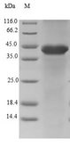 FAM96B Protein - (Tris-Glycine gel) Discontinuous SDS-PAGE (reduced) with 5% enrichment gel and 15% separation gel.