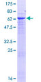FAM98B Protein - 12.5% SDS-PAGE of human FAM98B stained with Coomassie Blue