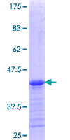 FAM9B Protein - 12.5% SDS-PAGE Stained with Coomassie Blue.