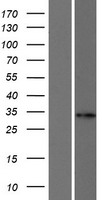 FANCA Protein - Western validation with an anti-DDK antibody * L: Control HEK293 lysate R: Over-expression lysate