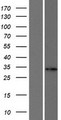 FANCA Protein - Western validation with an anti-DDK antibody * L: Control HEK293 lysate R: Over-expression lysate