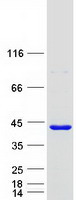 FANK1 Protein - Purified recombinant protein FANK1 was analyzed by SDS-PAGE gel and Coomassie Blue Staining