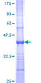 FAP-1 / PTPN13 Protein - 12.5% SDS-PAGE Stained with Coomassie Blue.