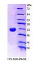 FAP-1 / PTPN13 Protein - Recombinant Protein Tyrosine Phosphatase, Non Receptor Type 13 (PTPN13) by SDS-PAGE