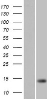 FARP1 / CDEP Protein - Western validation with an anti-DDK antibody * L: Control HEK293 lysate R: Over-expression lysate
