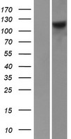 FARP1 / CDEP Protein - Western validation with an anti-DDK antibody * L: Control HEK293 lysate R: Over-expression lysate
