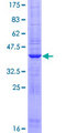 FARP1 / CDEP Protein - 12.5% SDS-PAGE of human FARP1 stained with Coomassie Blue