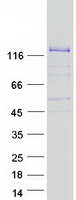 FARP1 / CDEP Protein - Purified recombinant protein FARP1 was analyzed by SDS-PAGE gel and Coomassie Blue Staining