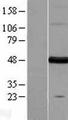 FARS2 Protein - Western validation with an anti-DDK antibody * L: Control HEK293 lysate R: Over-expression lysate