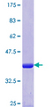 FARS2 Protein - 12.5% SDS-PAGE Stained with Coomassie Blue.