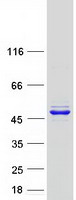 FARS2 Protein - Purified recombinant protein FARS2 was analyzed by SDS-PAGE gel and Coomassie Blue Staining